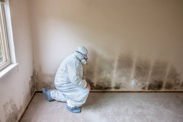 Best Industrial Mold Remediation  in El Segundo, CA